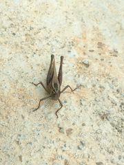 Eyprepocnemis plorans