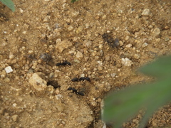 Camponotus japonicus