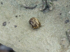 Nerita undata