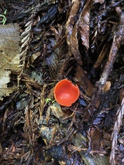 Sarcoscypha coccinea