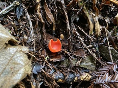 Sarcoscypha coccinea