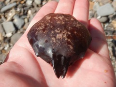 Taliepus nuttallii