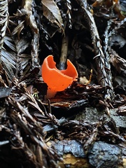 Sarcoscypha coccinea