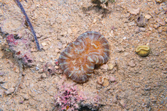 Cnidaria