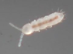 Onychiurinae