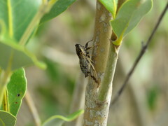 Illyria australensis