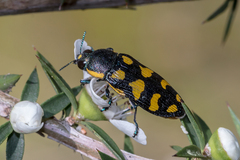 Castiarina octospilota