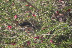 Certhionyx variegatus