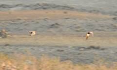 Pterocles orientalis