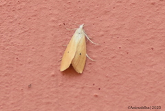 Scirpophaga incertulas