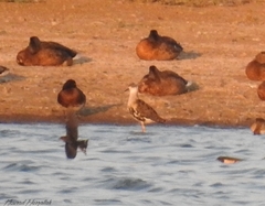 Calidris pugnax