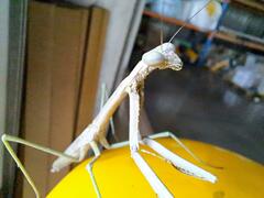 Archimantis latistyla