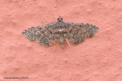 Nacoleia