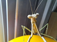 Archimantis latistyla