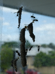 Ropalidia revolutionalis