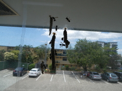 Ropalidia revolutionalis