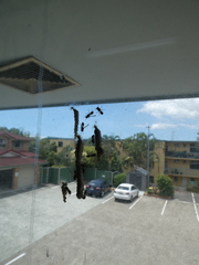 Ropalidia revolutionalis