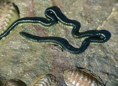 Eulalia microphylla