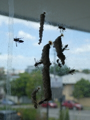 Ropalidia revolutionalis