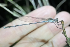 Austrolestes leda