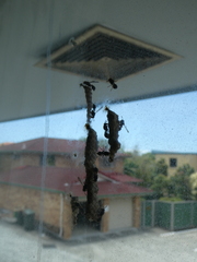 Ropalidia revolutionalis