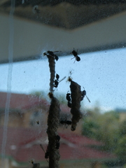 Ropalidia revolutionalis