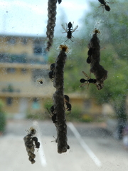 Ropalidia revolutionalis