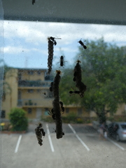 Ropalidia revolutionalis