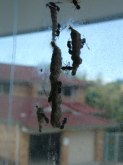 Ropalidia revolutionalis