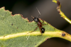 Camponotus innexus