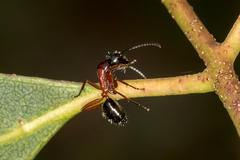 Camponotus innexus