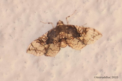 Omphisa anastomosalis
