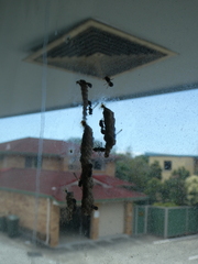 Ropalidia revolutionalis