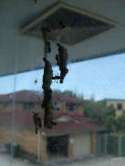 Ropalidia revolutionalis