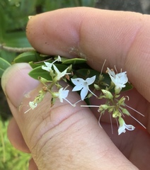 Veronica ligustrifolia