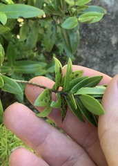 Veronica ligustrifolia