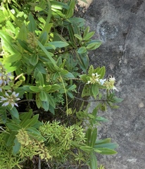 Veronica ligustrifolia
