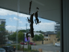 Ropalidia revolutionalis