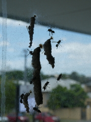 Ropalidia revolutionalis