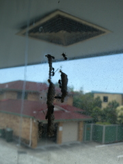 Ropalidia revolutionalis