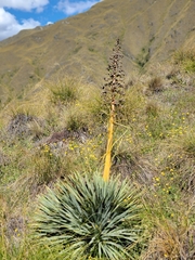 Aciphylla aurea