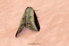 Lophoptera