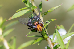 Amenia chrysame