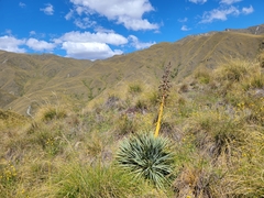 Aciphylla aurea