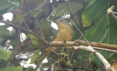 Colluricincla boweri