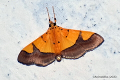 Endocrossis flavibasalis