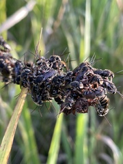 Lipotriches australica