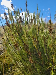 Dracophyllum longifolium