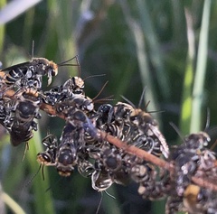 Lipotriches australica