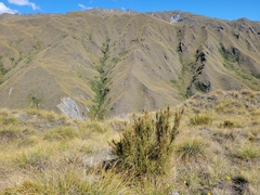 Dracophyllum longifolium